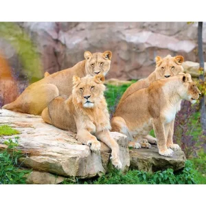 Billet pour le ZooParc de Beauval 2025 : 1 entrée adulte pour 1 journée - Coffret Cadeau Multi-thèmes
