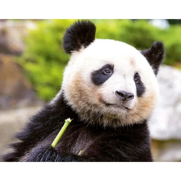 Billet pour le ZooParc de Beauval 2025 : 1 entrée adulte pour 1 journée - Coffret Cadeau Multi-thèmes