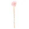Lagurus séchés rose - 45 cm