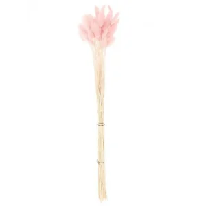 Lagurus séchés rose - 45 cm
