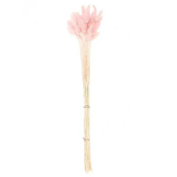 Lagurus séchés rose - 45 cm